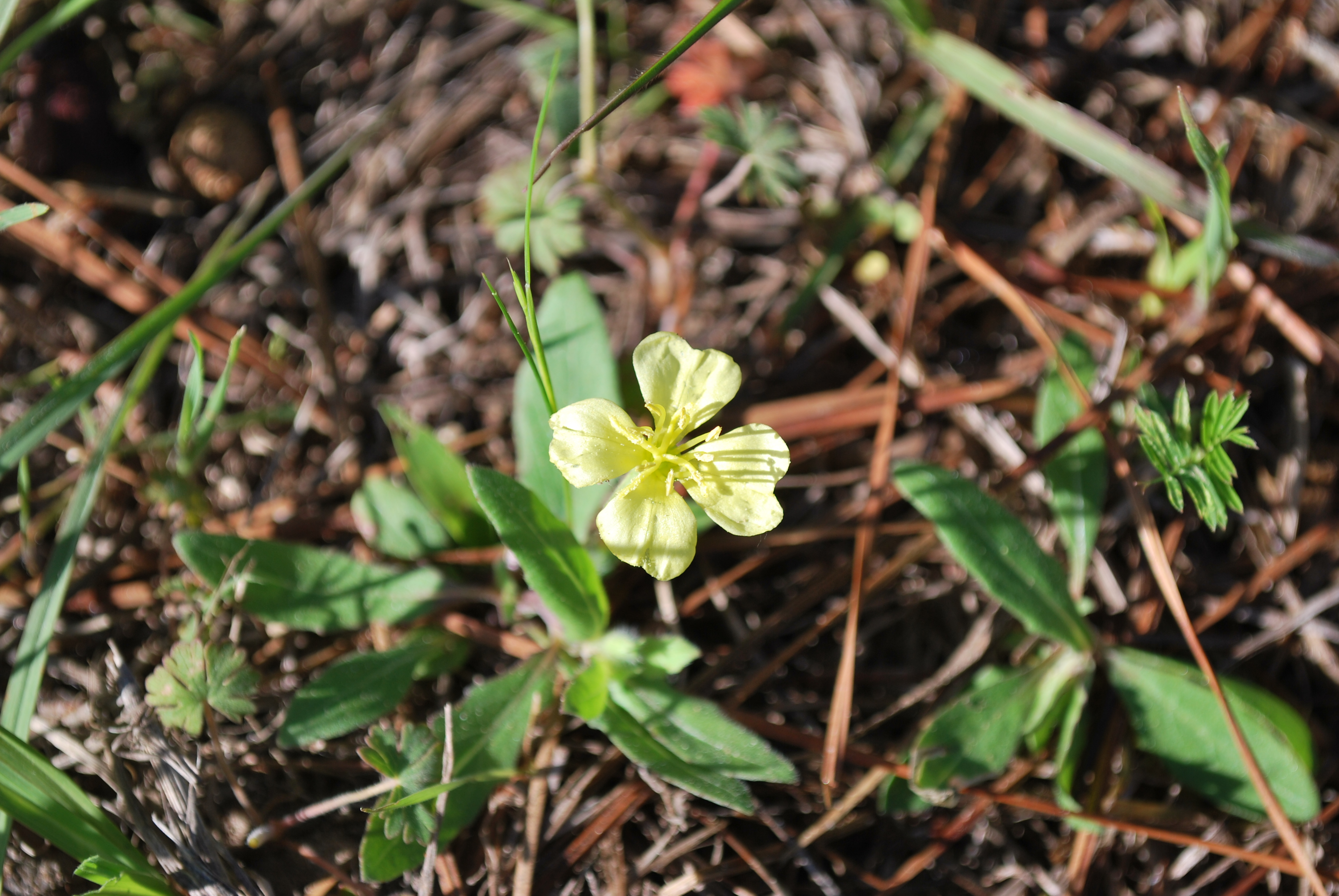 Habit and Flower